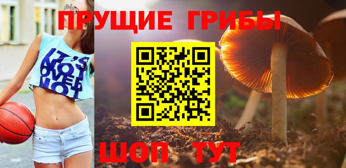 Галлюциногенные грибы Psilocybe  Вход с VPN  Строитель 